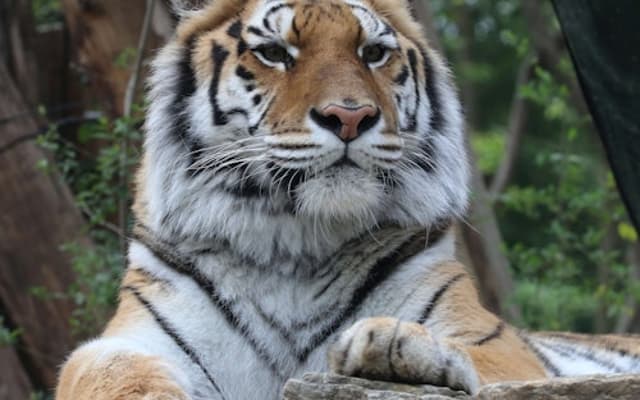 A tiger resting on a rock among green foliage at Pistoia Zoological Garden in Tuscany