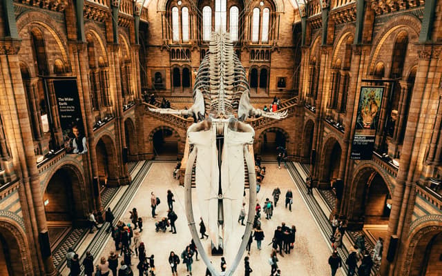 Blue whale skeleton suspended in Hintze Hall at the Natural History Museum in London with visitors below