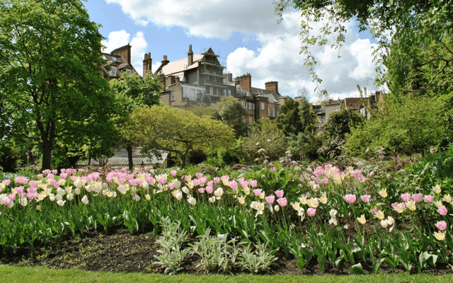 Pink and cream tulip beds in a leafy London garden with townhouses behind