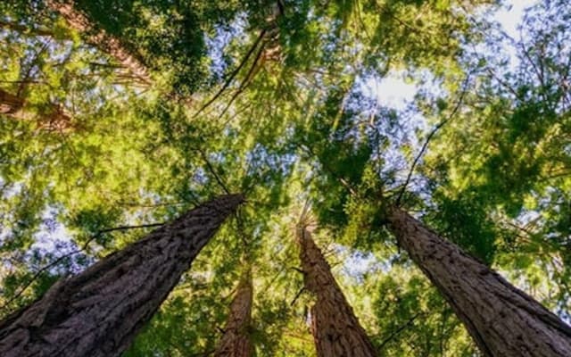 Looking up at towering coast redwood trees and green canopy in Muir Woods near San Francisco