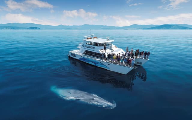 Whale watching catamaran in Auckland with a whale surfacing beside passengers on deck