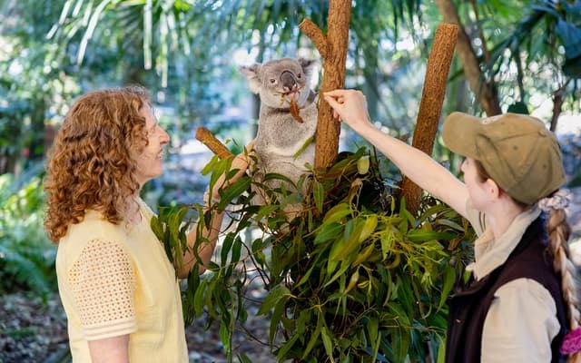 Two visitors meeting a koala in eucalyptus branches at a Brisbane wildlife sanctuary