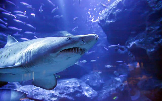 Sand tiger shark gliding through a blue-lit aquarium tunnel surrounded by shoals of fish in Tokyo