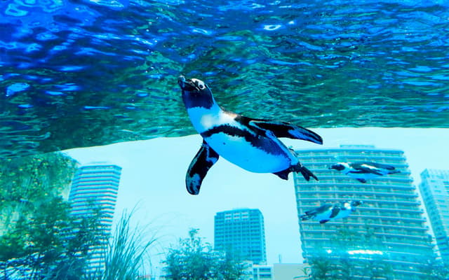 Penguin swimming in a glass aquarium tank with Tokyo skyscrapers behind