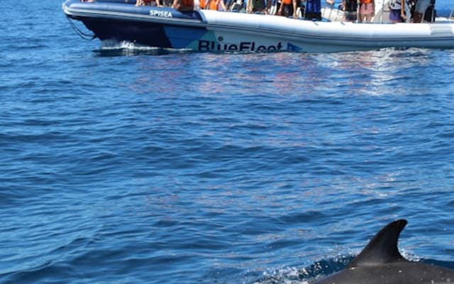 Dolphin surfacing beside a Blue Fleet boat tour off the coast of Lagos, Portugal