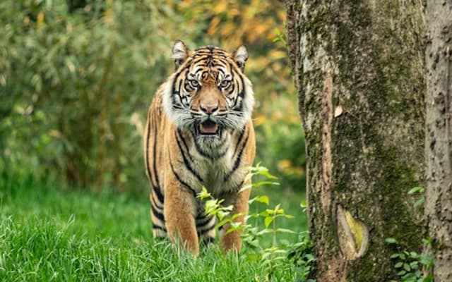 Nashville Zoo at Grassmere: Fast Track Ticket