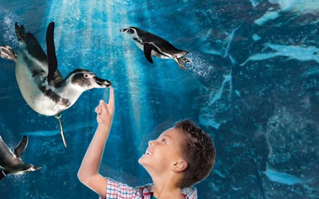Aquarium of Cattolica: Fast Track Ticket