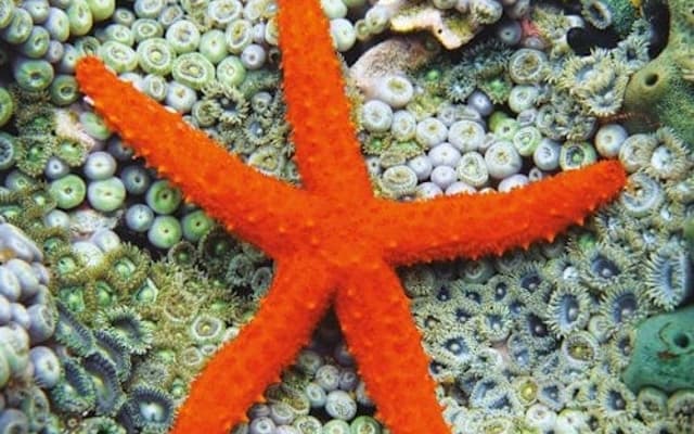 Aquarium of Cattolica: Entry Ticket + Lunch