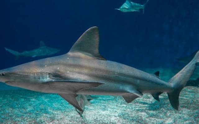 Aquarium of Genoa & Galata Sea Museum: Entry Ticket + Submarine Visit