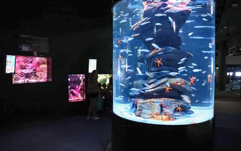 Children looking at a large aquarium tank full of fish at the Aquarium de Paris