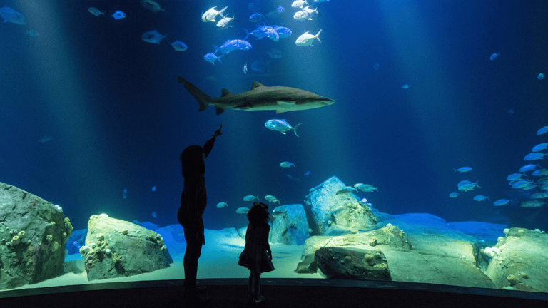 Sea life on display at the New York Aquarium on Coney Island