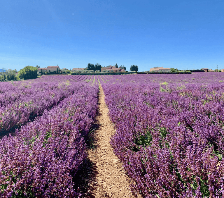 Rows of blooming purple lavender fields under blue sky in Provence near the French Riviera
