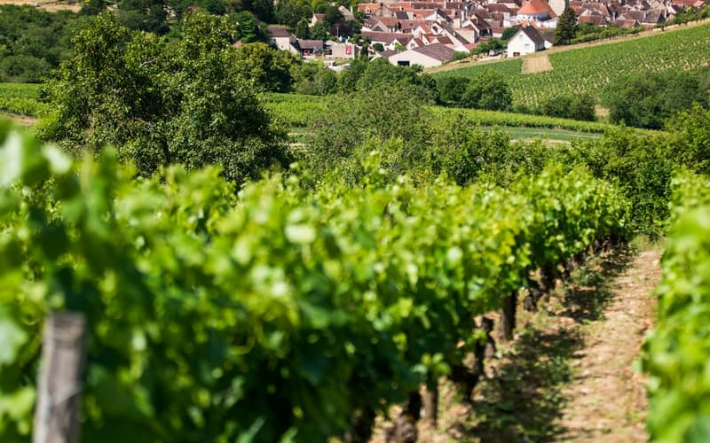 Burgundy Day Trips from Paris