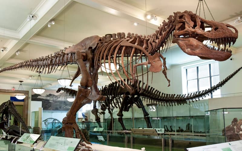 American Museum Of Natural History Amnh