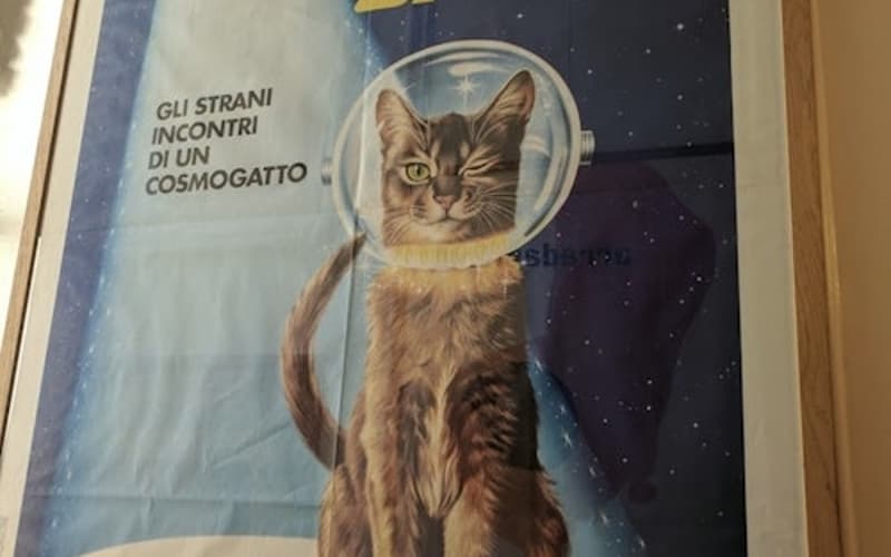 The Cat Cabinet