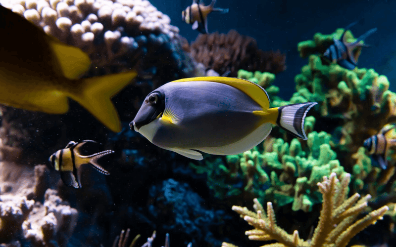 SEA LIFE London Aquarium Entrance