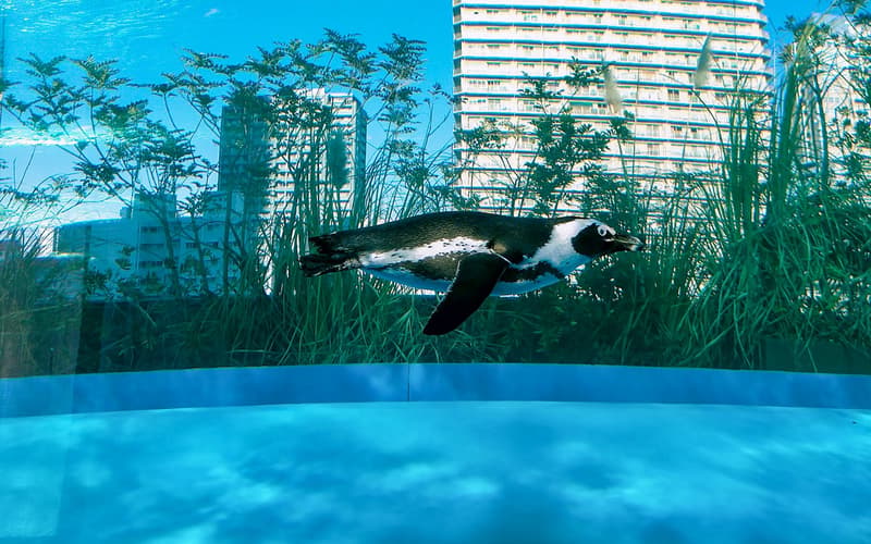 Sunshine Aquarium, Sunshine City World Import Mart rooftop