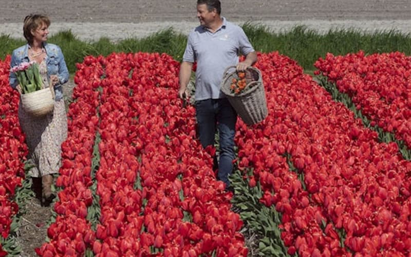 Keukenhof Day Trip