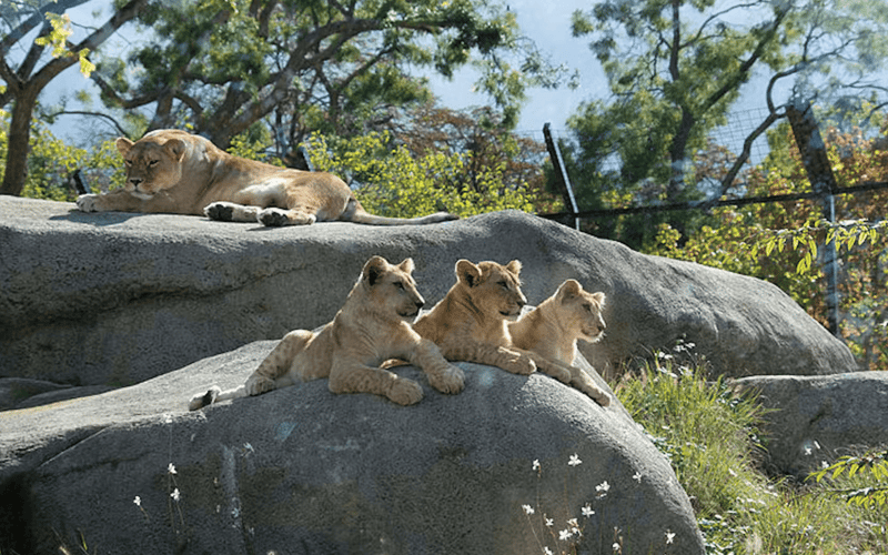 Paris Zoological Park (Parc Zoologique de Paris)