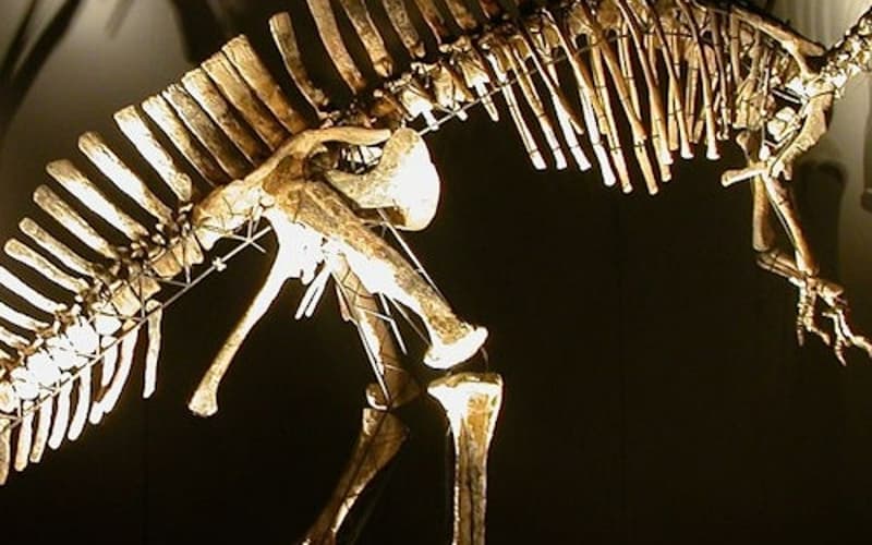 Natural History Museum Venice (Museo di Storia Naturale di Venezia)