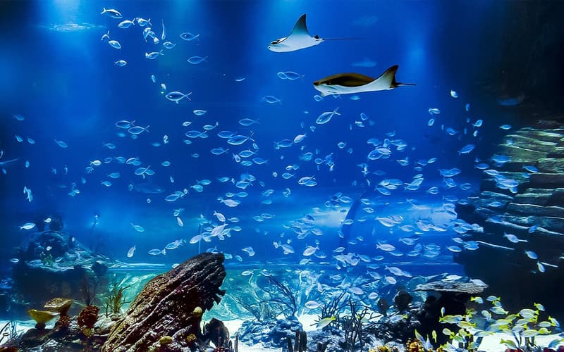 Atlantis Aquarium Madrid