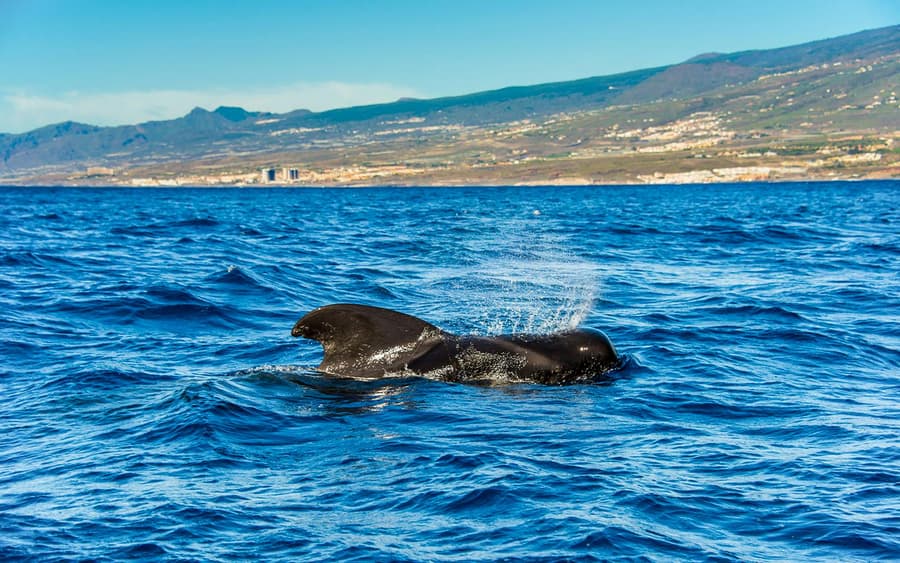 Costa Adeje: Whale & Dolphin Watching Cruise