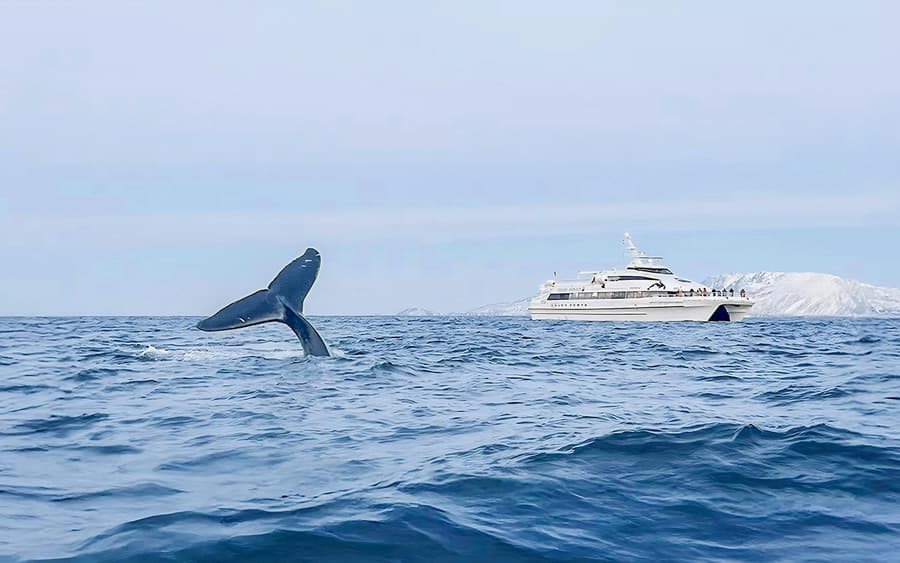 From Tromso: Whale Watching Tour On Motor Catamaran
