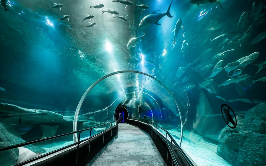 AquaRio: Rio de Janeiro Aquarium Tickets