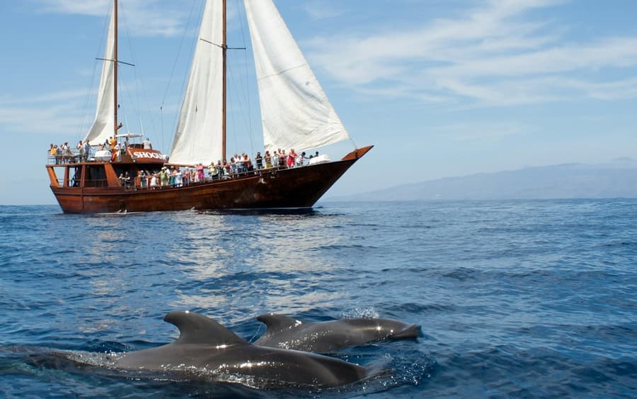 Costa Adeje: 2-Hr Guided Whale & Dolphin Watching Cruise