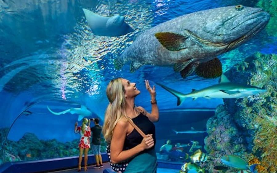 Cairns Aquarium: Entry Ticket