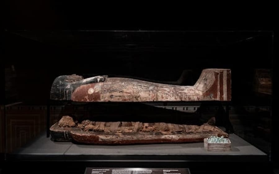 Bilet wstępu do Muzeum Przyrodniczego w Houston