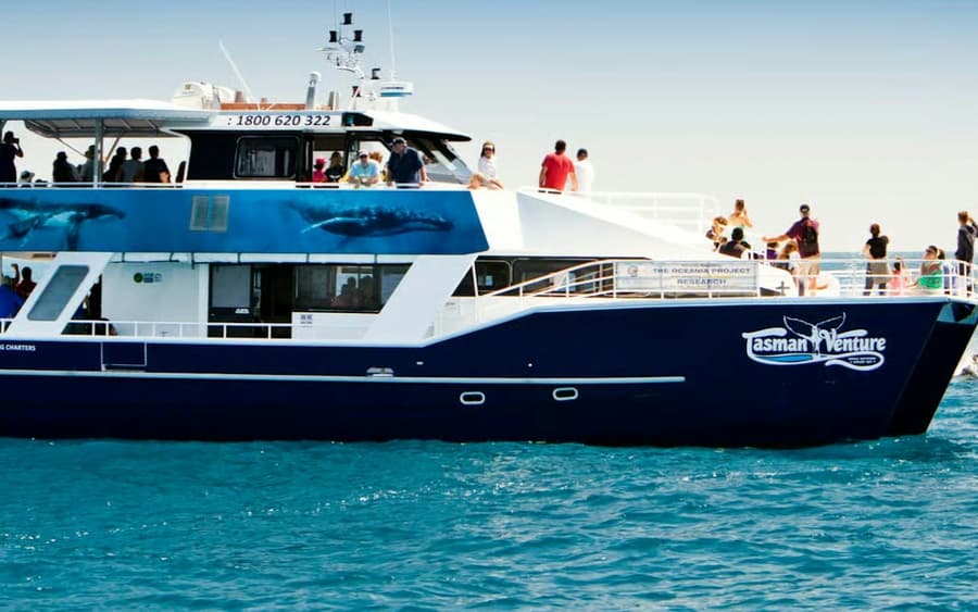 Hervey Bay: Half-Day Whale Watching Cruise + Transfers