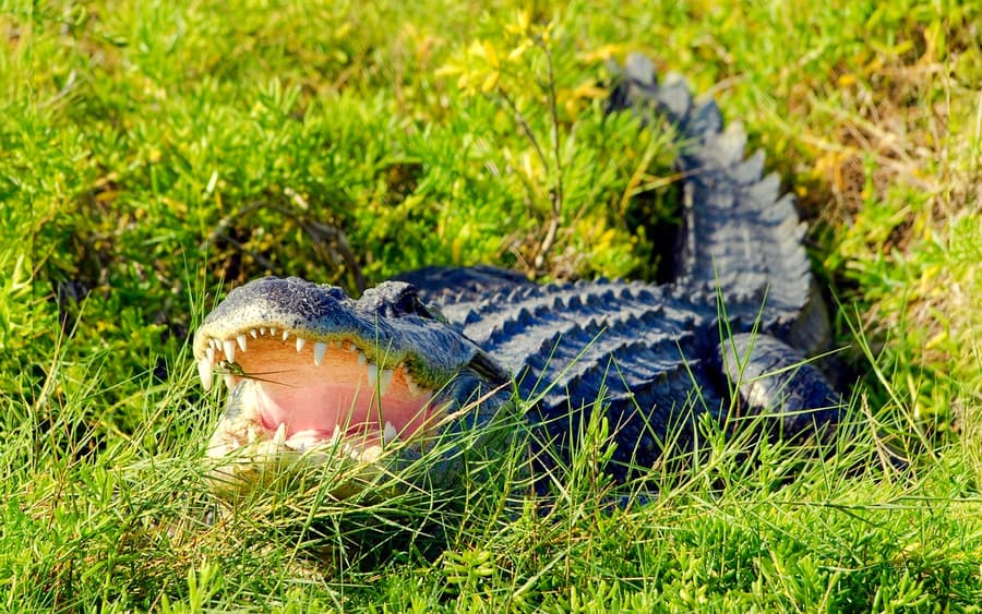 Tour di 30 minuti in airboat nelle Everglades con biglietti per il Parco Faunistico