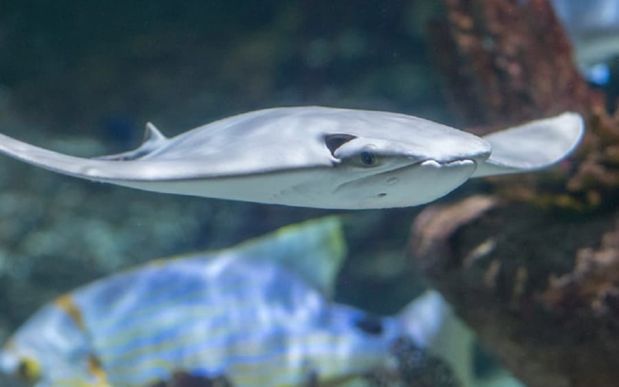 Seaquarium Le Grau-du-Roi: Entry Ticket