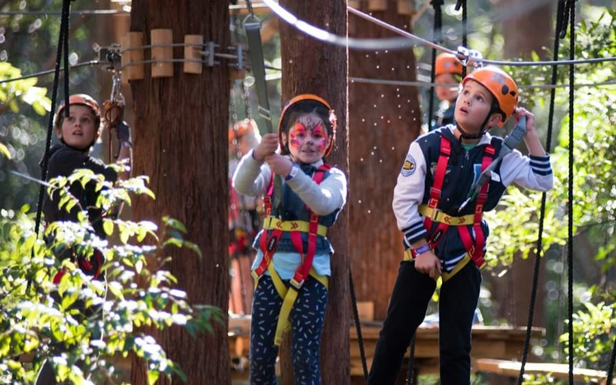 Treetops Adventure Belgrave: Junior Entry Ticket
