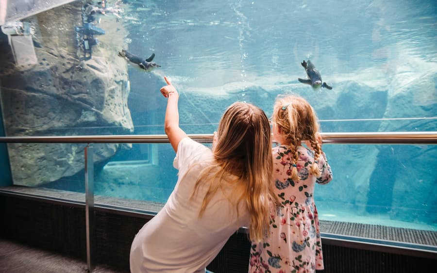 Christchurch International Antarctic Center Tickets