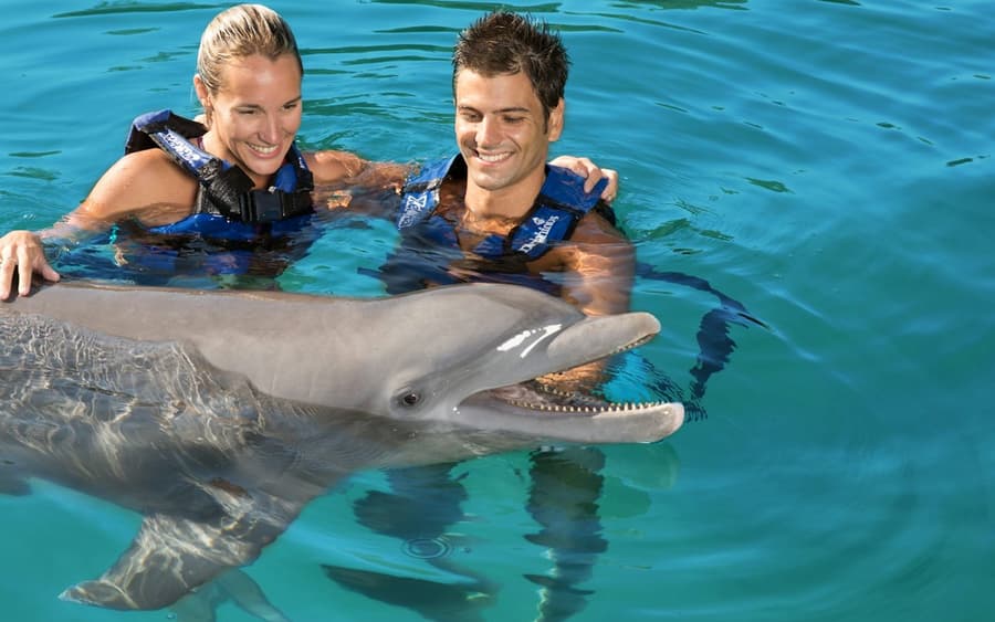 Delphinus Xel-Há: Fast Track Ticket + Hotel Pickup + Swim with Dolphins