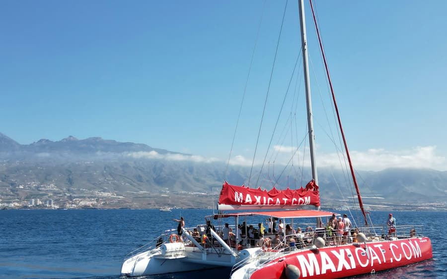 Tenerife: Dolphin & Whale Watching Catamaran Tour + Lunch + Transfers