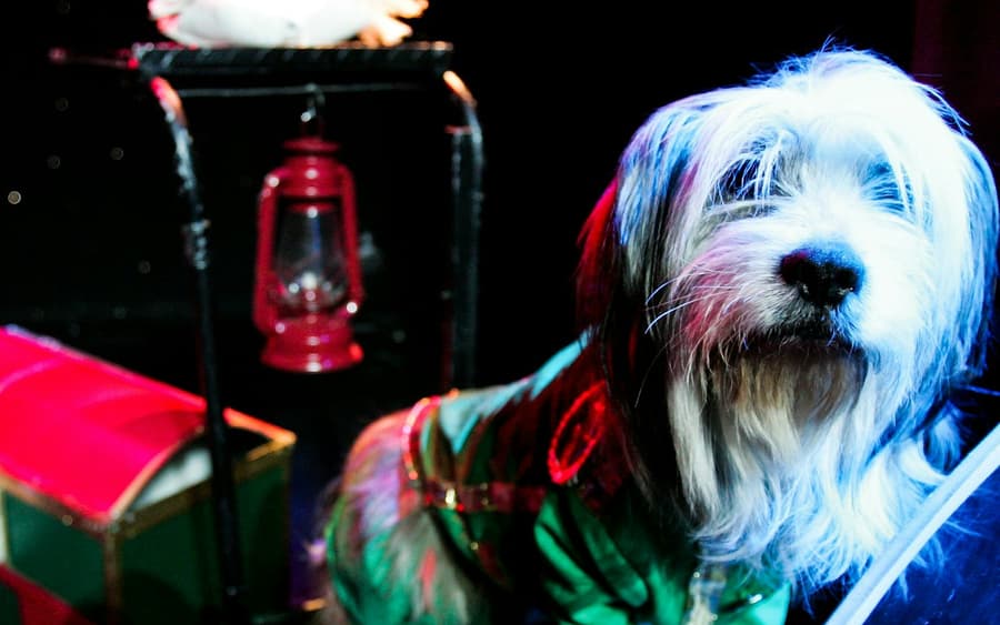 V Theater Las Vegas: Popovich Comedy Pet Theater