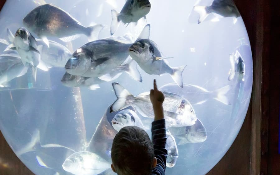 SEA LIFE Speyer: Entry Ticket