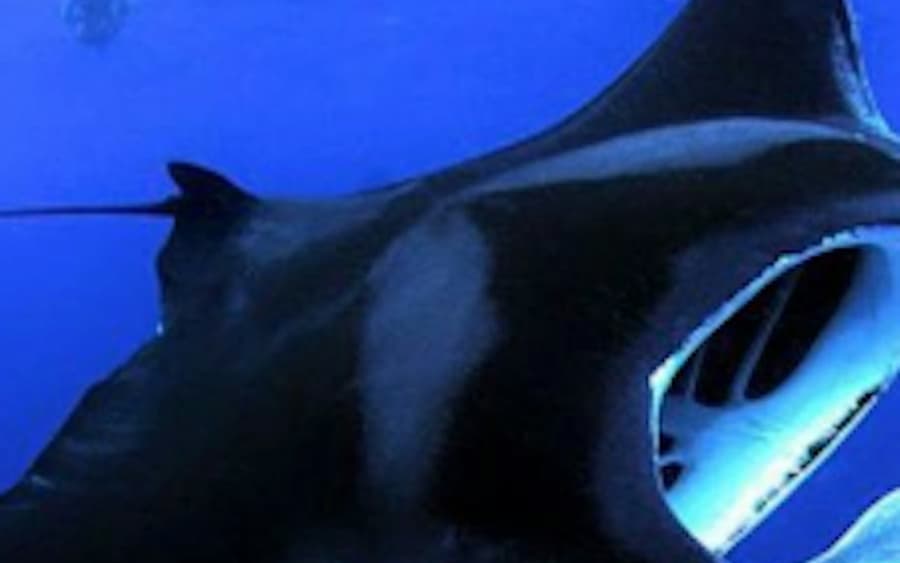 Manta Ray Night Adventure