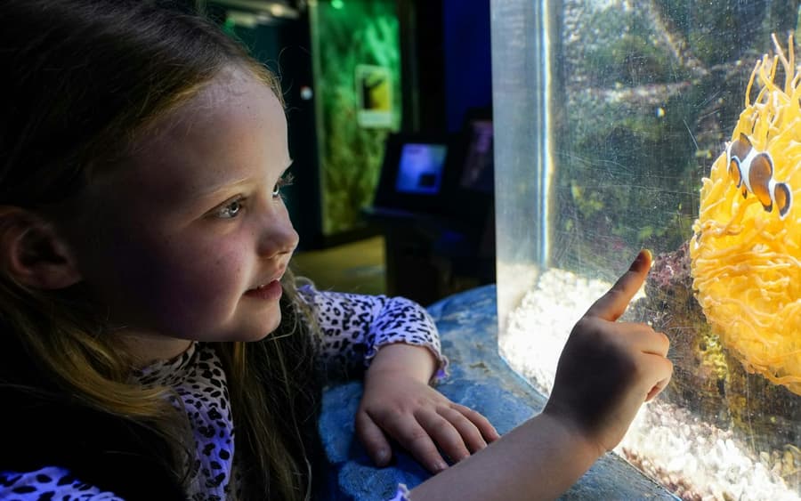 SEA LIFE Great Yarmouth: Entry Ticket