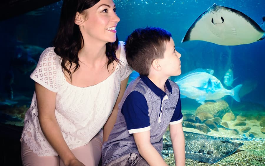 SEA LIFE Blankenberge: Entry Ticket