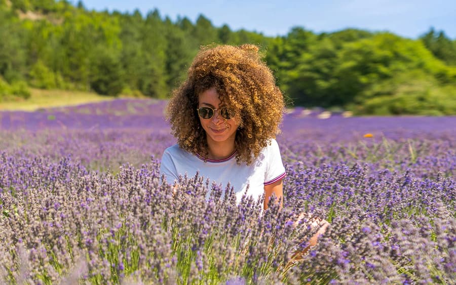 From Avignon: Lavender Fields Tour