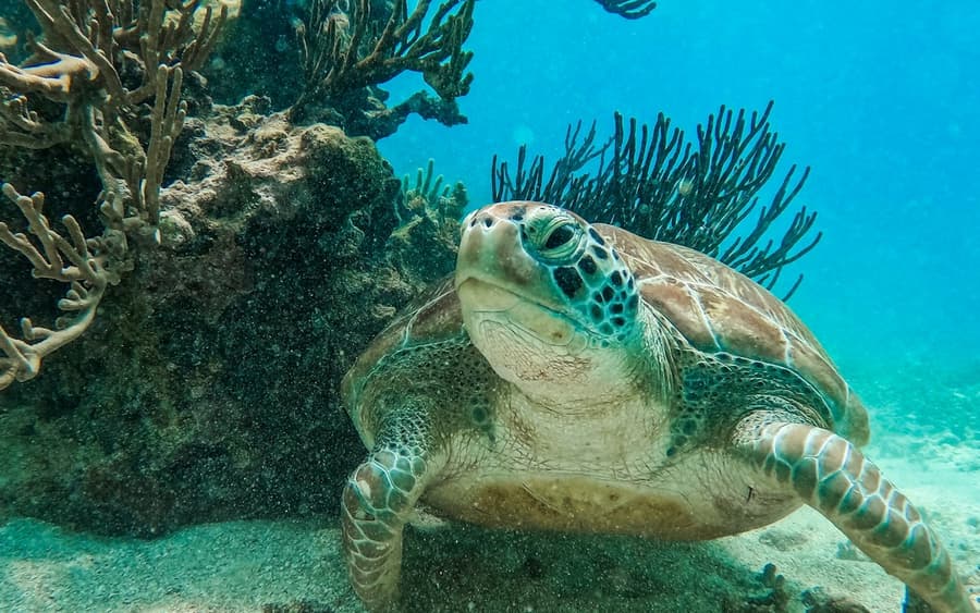 Tulum: Guided Snorkeling Tour