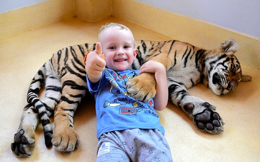 Tiger Park Tickets with Tiger Play Packages: Non-Thai Residents