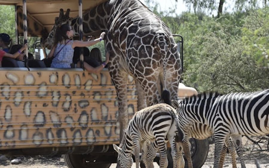 Out of Africa Vahşi Yaşam Parkı: Giriş Bileti