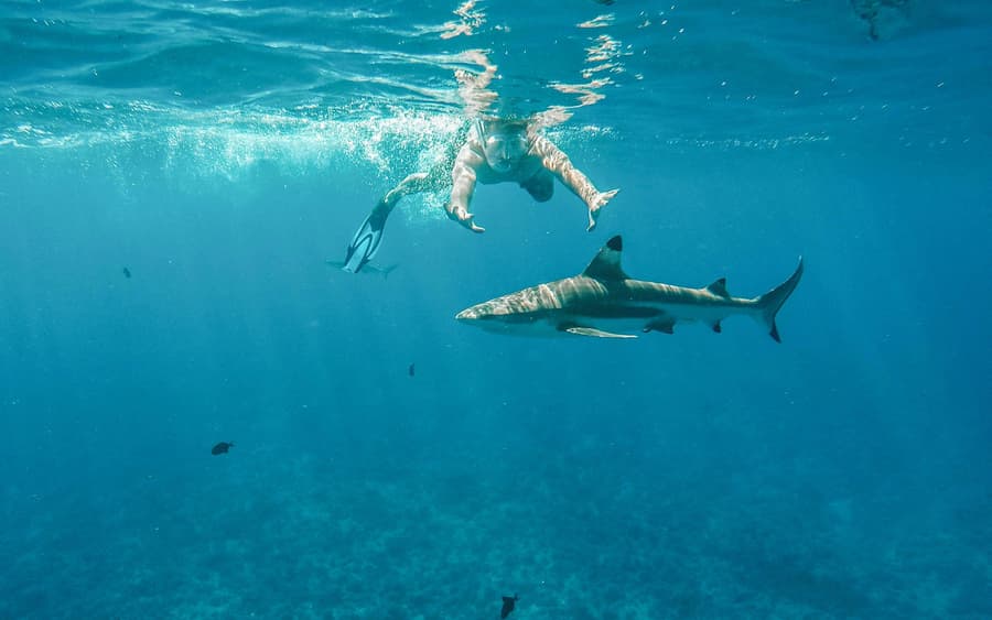 Snorkel with Sharks: Yasawa Island Day Trip With Buffet Lunch & Transfers