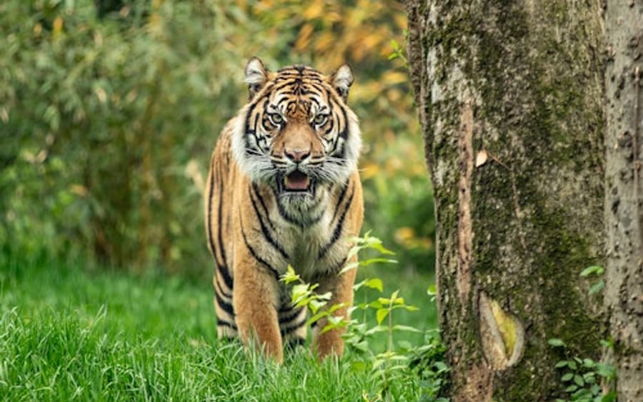 Amnéville Zoo: Versnelde toegangsticket