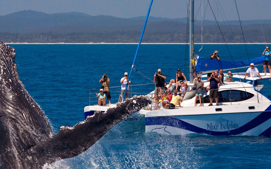 K'gari: Guided Whale Watching Tour from Hervey Bay + Lunch + Hotel Transfers